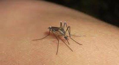 Se registraron 6 nuevos casos probables de dengue
