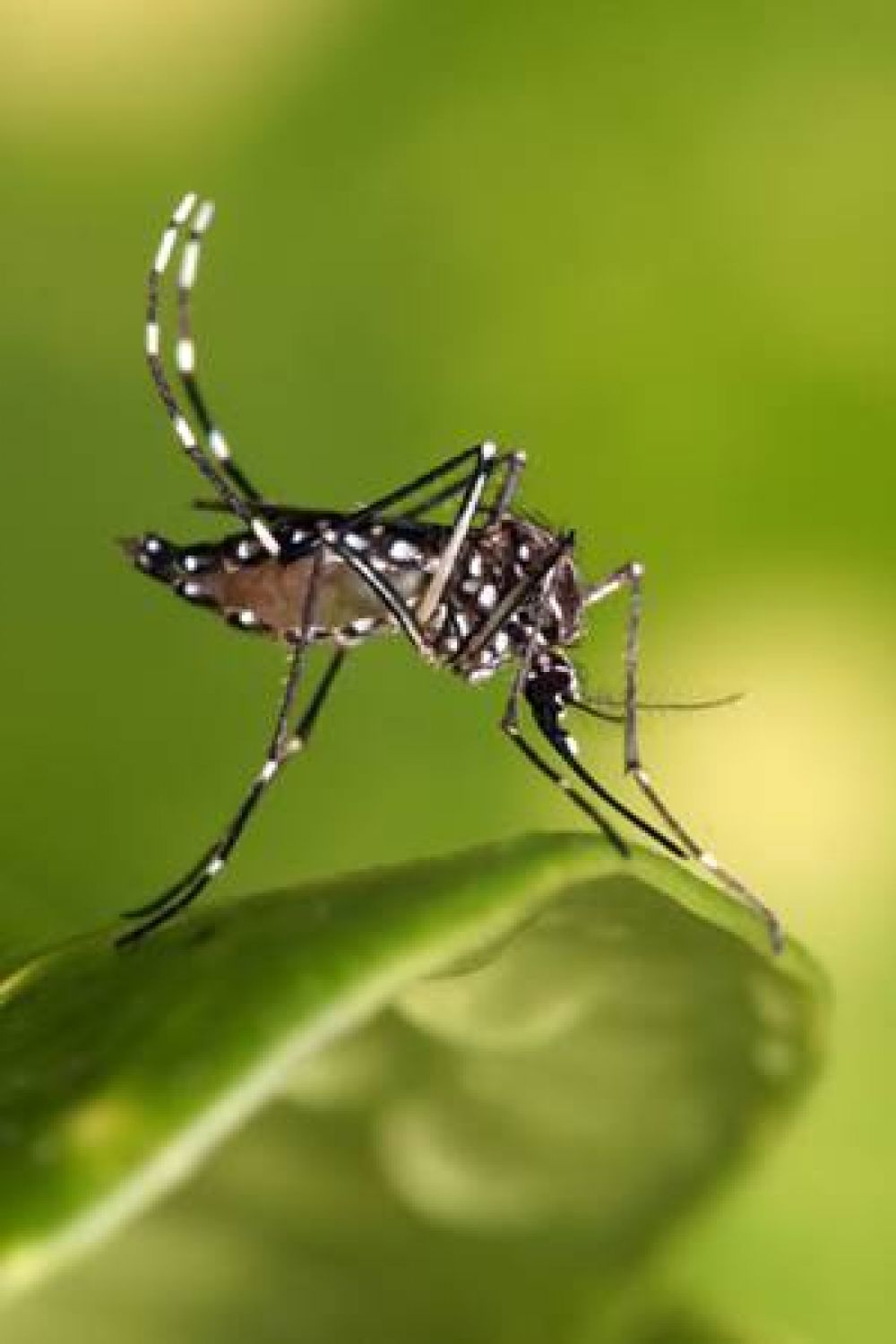 Dengue: un problema que afecta a toda la poblaci�n
