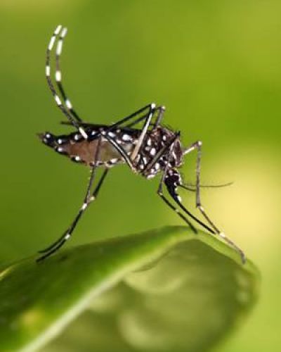 Dengue: un problema que afecta a toda la poblaci�n
