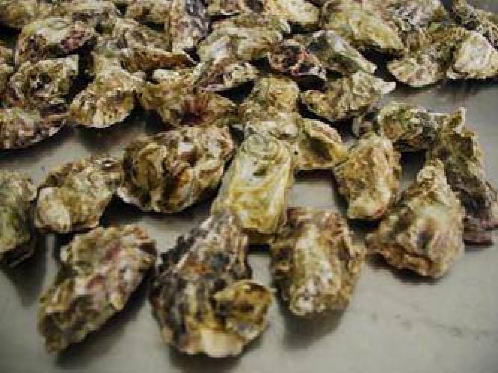 Se trabaja para adaptar la producci�n de ostras de Patagones a las condiciones sanitarias que permitan exportar