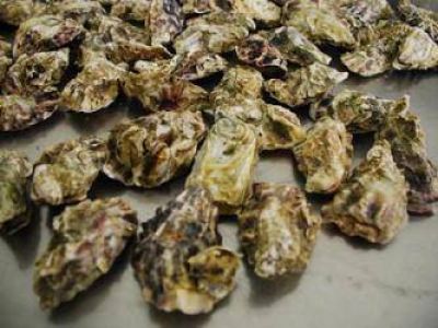 Se trabaja para adaptar la producci�n de ostras de Patagones a las condiciones sanitarias que permitan exportar