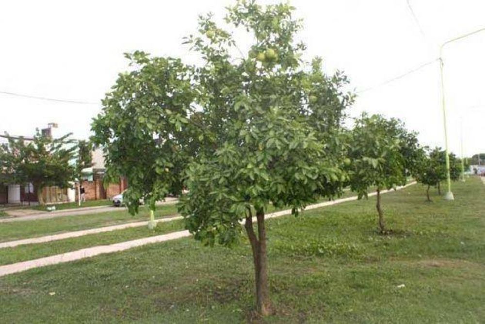 Plan de Arbolado, 40 nuevos �rboles frutales rodean la avenida Las Heras