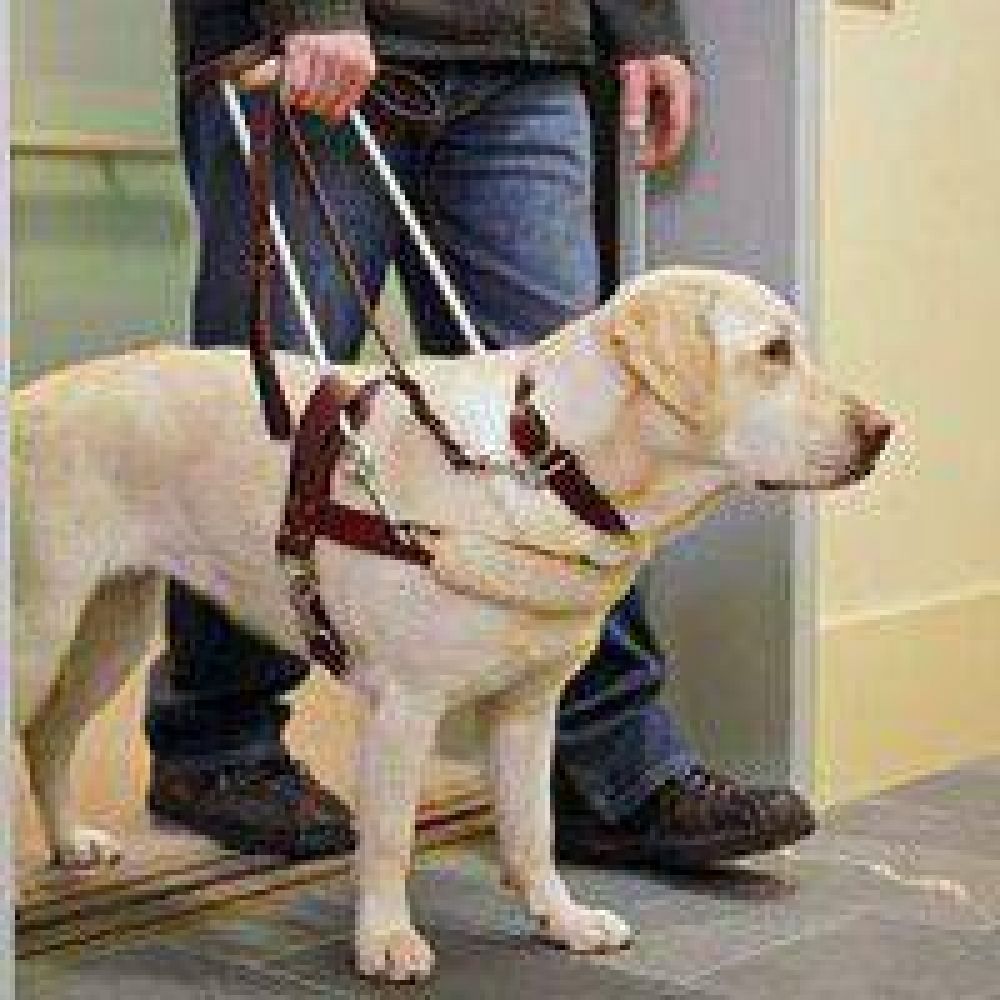 Libre acceso y circulaci�n para personas ciegas con perros lazarillos