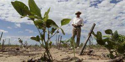 La sequ�a arrasa con la agricultura