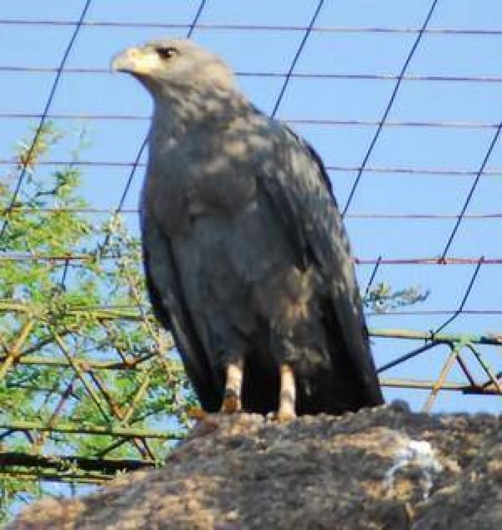 Medio Ambiente: liberar�n un �guila coronada en Quebracho de la Legua	