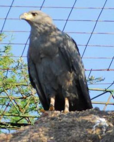 Medio Ambiente: liberar�n un �guila coronada en Quebracho de la Legua	
