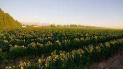 Piatelli Vineyards, una bodega cafayate�a con un estilo �nico
