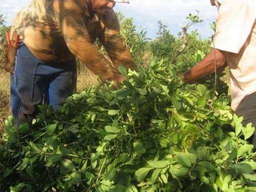 El Gobierno acompa�ar� un precio �razonable� para la yerba mate