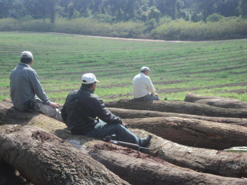 El PE se comprometi� a saldar una deuda con los bosques