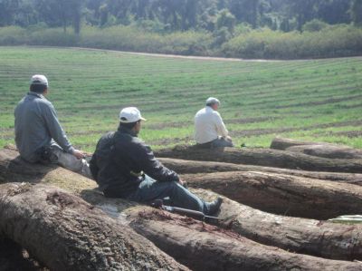 El PE se comprometi� a saldar una deuda con los bosques