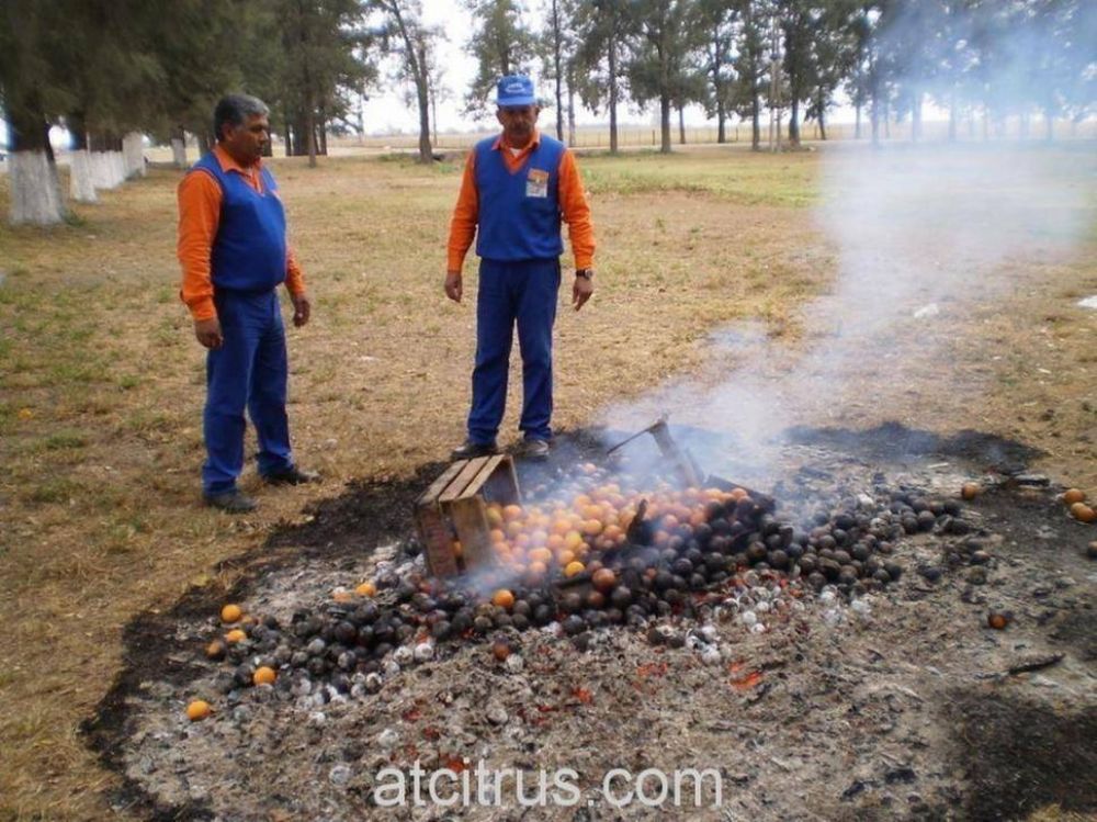 Afinoa: "La citricultura est� en alerta m�xima"