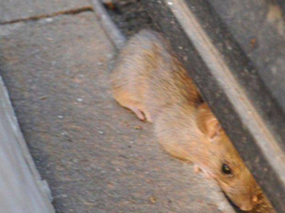 Aparecieron ratas en la peatonal C�rdoba y sembraron el p�nico