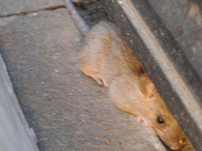 Aparecieron ratas en la peatonal C�rdoba y sembraron el p�nico