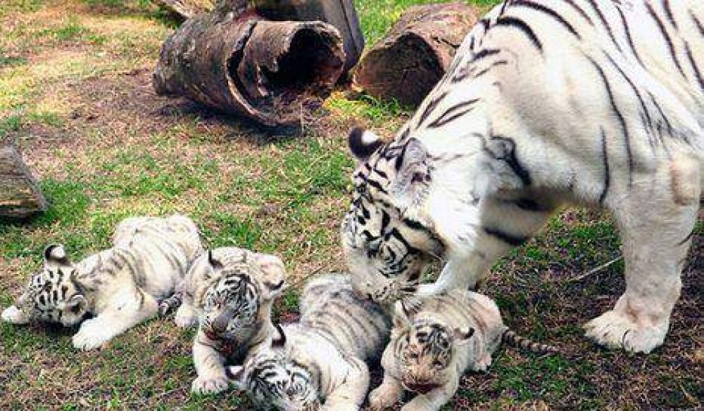 Zoo porte�o: presentan cuatro tigres de Bengala
