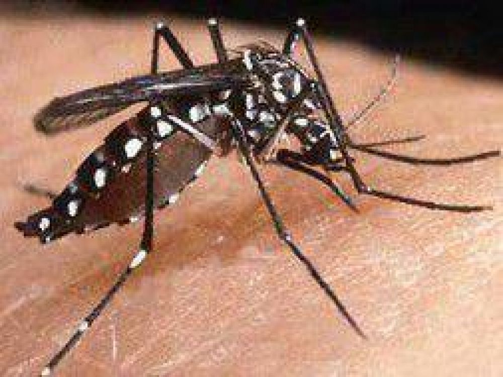 Almirante Brown: Detectaron el primer caso de dengue aut�ctono en la Provincia