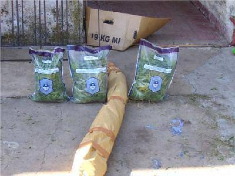 La Delegaci�n de Drogas Il�citas secuestr� marihuana