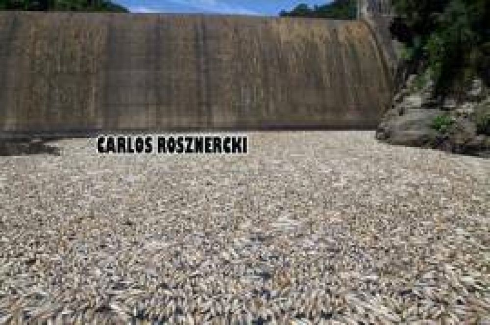 El desastre ambiental de Alperovich ahora causa estragos en Alberdi: impresionante matanza de peces