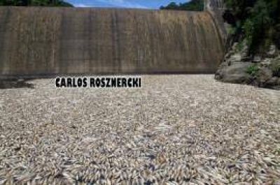 El desastre ambiental de Alperovich ahora causa estragos en Alberdi: impresionante matanza de peces
