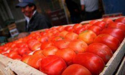 Avanza la cosecha de tomate para industria