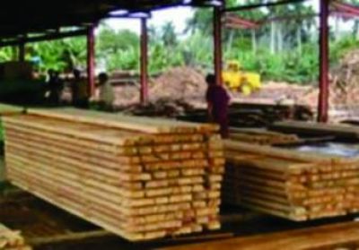 Crean programa para el desarrollo de la actividad forestal no maderable