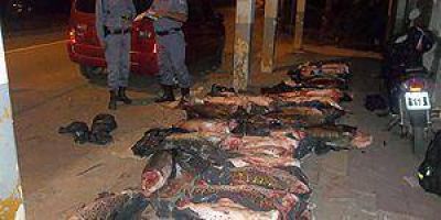 Decomisan m�s de 500 kilos de pescado