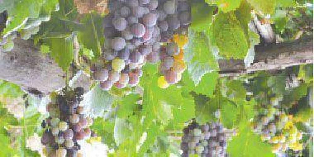 Vendimia: CARPA confirm� que la ca�da ronda el 10%