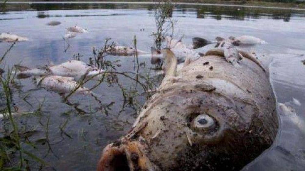 Carlos Paz sufre otra vez por los peces muertos en el lago