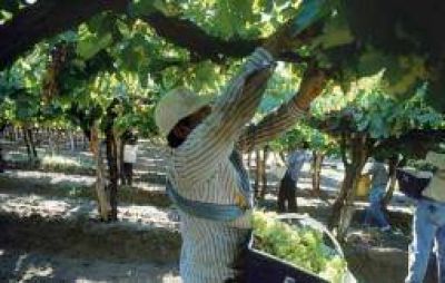 La cosecha vi�atera este a�o rondar� los 80 millones de kilos
