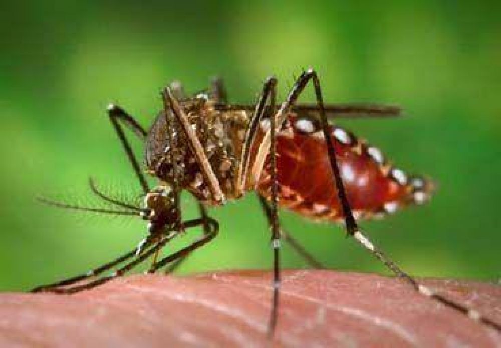 Contin�a el operativo contra el dengue en la zona Norte de la ciudad. 