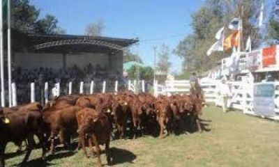 El martes 26 lanzaran oficialmente la XXXII� Fiesta Provincial del Ternero y Novillito Formose�o 