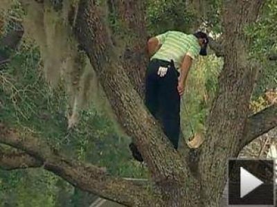Golf: le qued� la pelota arriba de un �rbol, se trep� y logr� fabuloso golpe