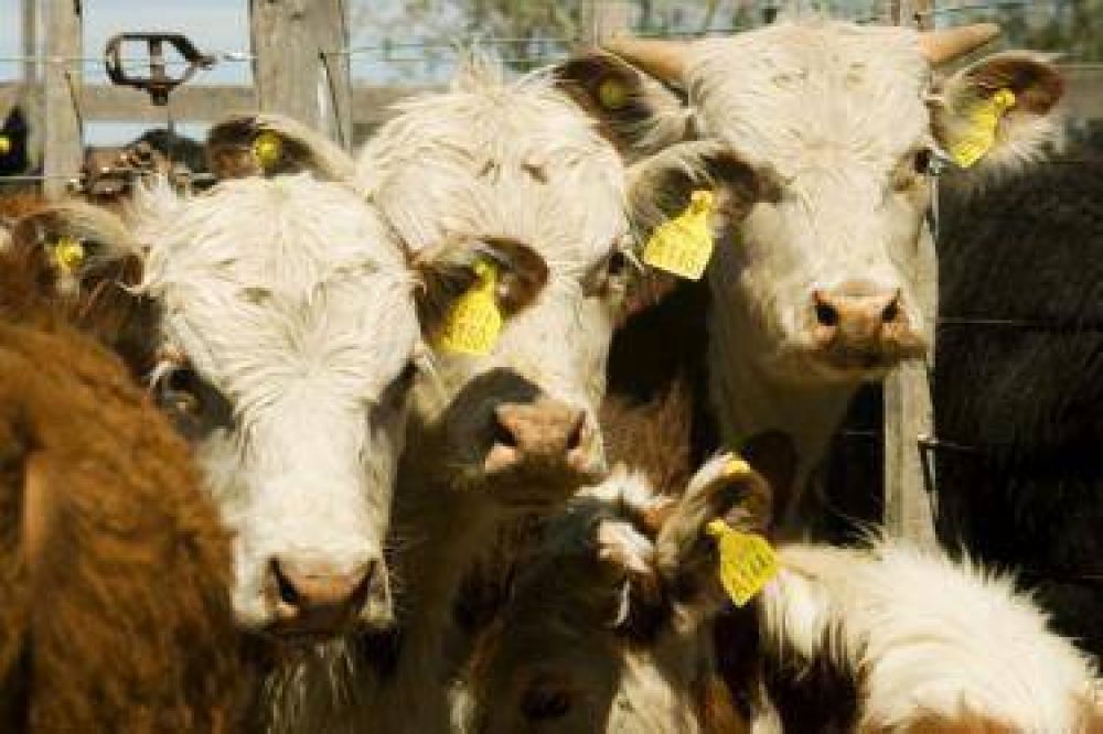 FRIDEVI no va a perder con el corrimiento de la barrera y adems de bovinos puede faenar corderos"