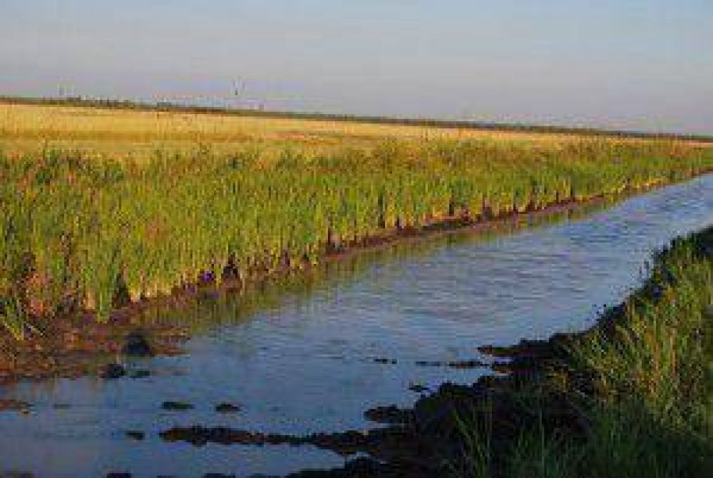 Sostenible avance de la cosecha de arroz en la provincia