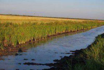 Sostenible avance de la cosecha de arroz en la provincia