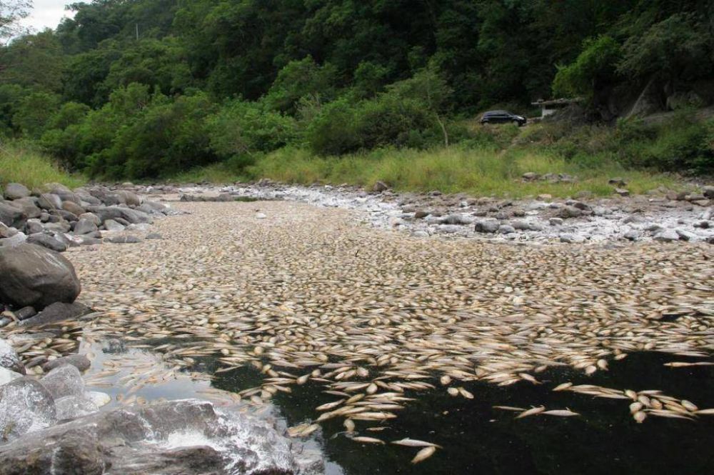 Rociaron con cal a los peces muertos en el r�o Marapa