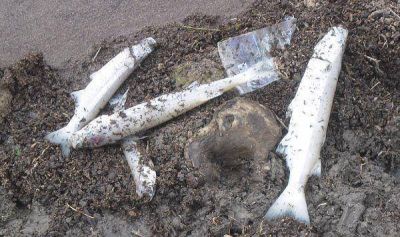 Se esperanzan que con las lluvias disminuya la mortandad de peces en La Aguadita