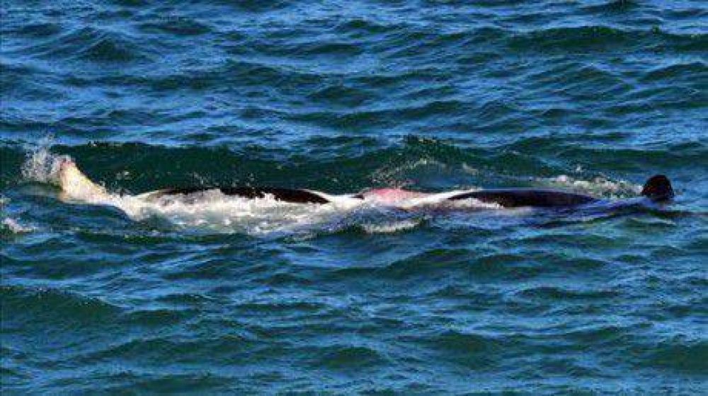 Un fot�grafo de Jornada capt� por primera vez apareamiento de orcas