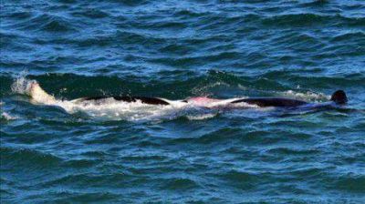 Un fot�grafo de Jornada capt� por primera vez apareamiento de orcas
