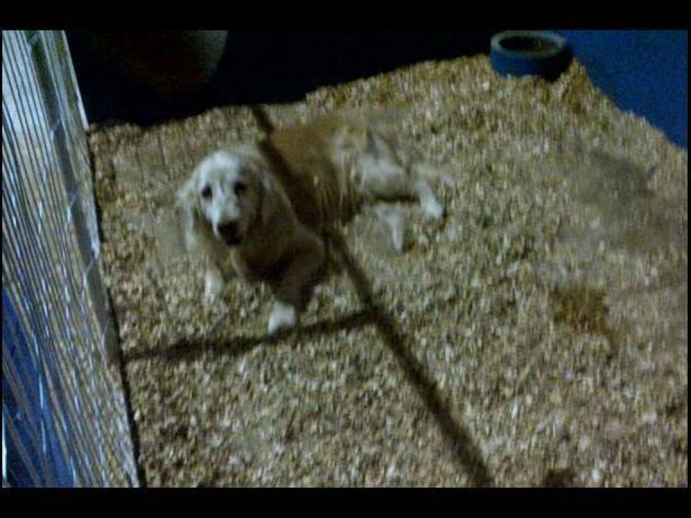 Se clausur� una muestra donde hab�a perros encerrados en caniles