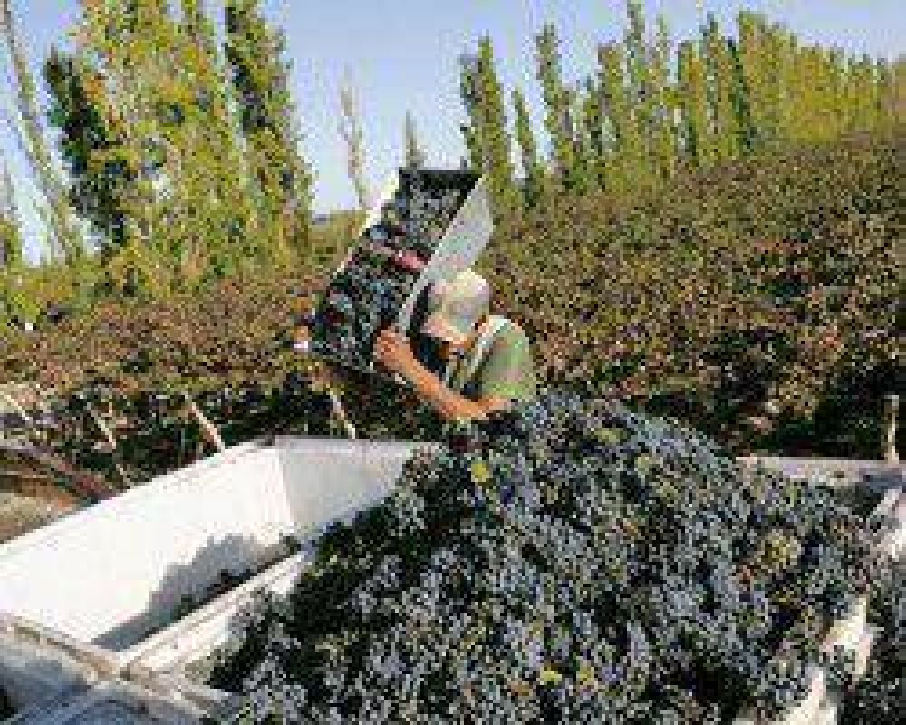 Durante la Cosecha y Elaboraci�n 2013 se destinaron cerca de $50 millones a cr�ditos