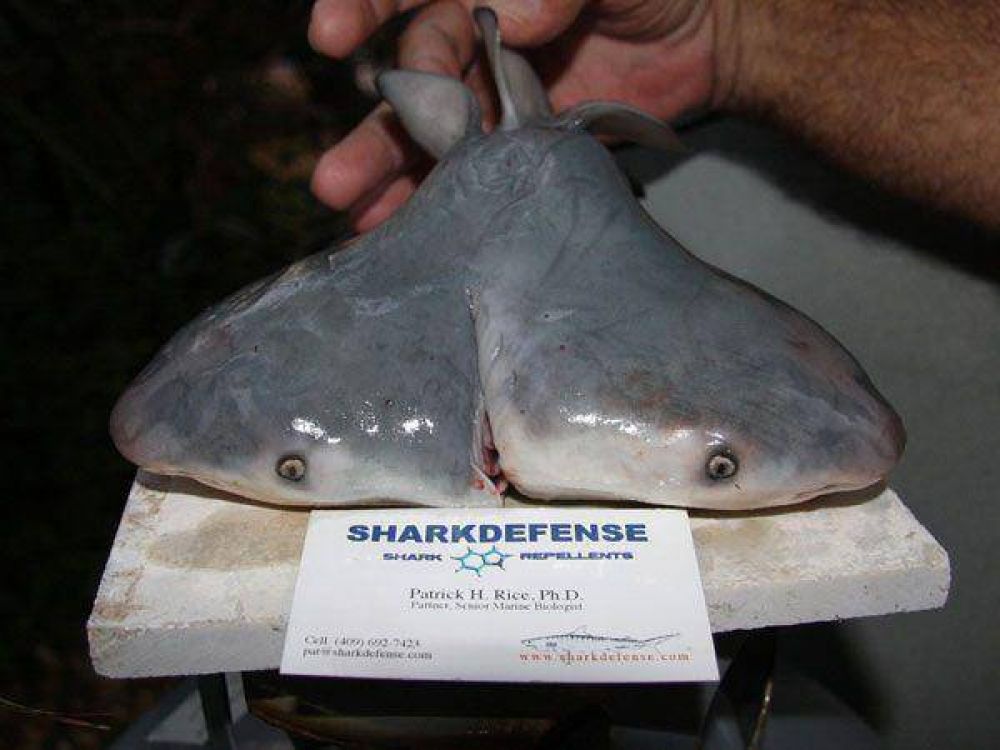 Difunden fotos de un tiburón toro de dos cabezas