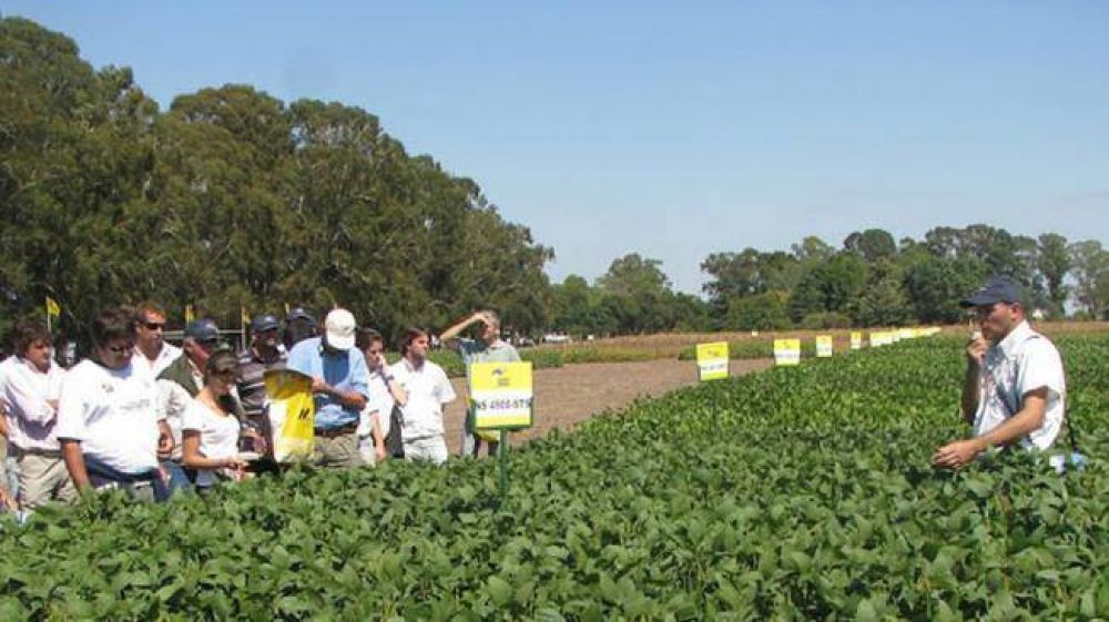 La soja resistente a insectos, con plus de 15% en los rendimientos