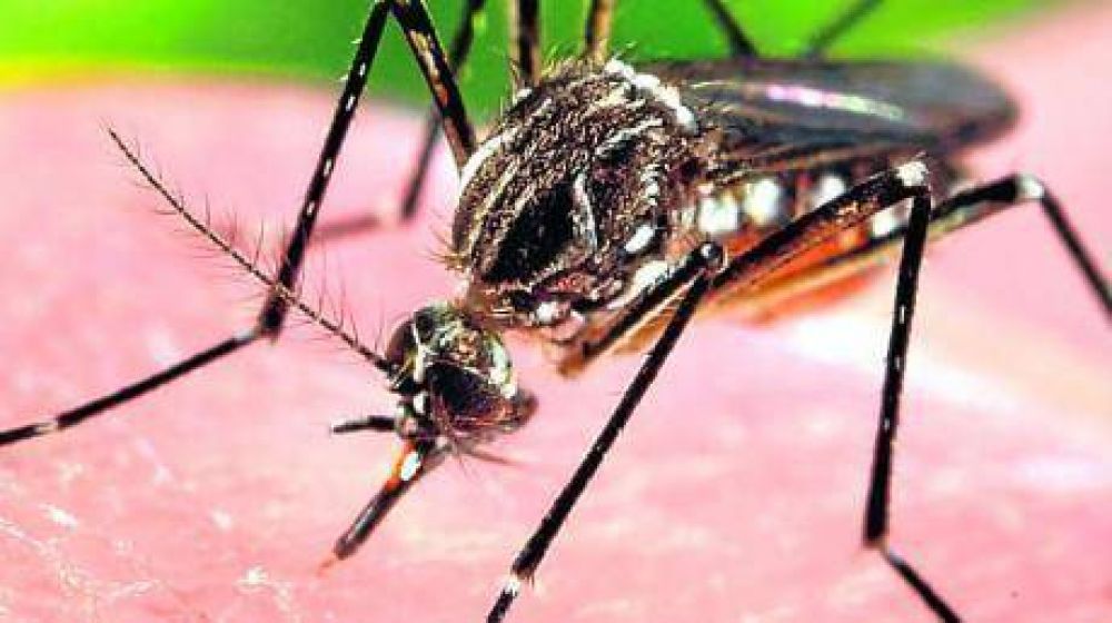 41 casos de dengue en C�rdoba
