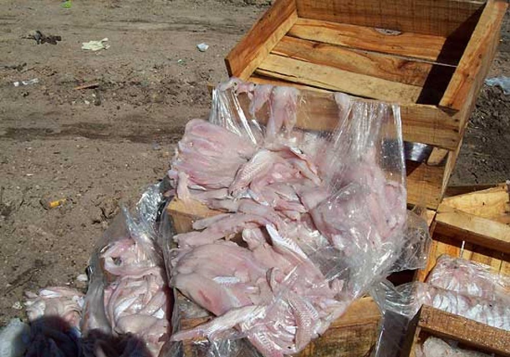 Decomisaron m�s de 600 kilos de filet de merluza que estaba en mal estado