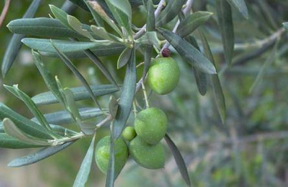 Convocan para nuevo proyecto de manejo de residuos oliv�colas