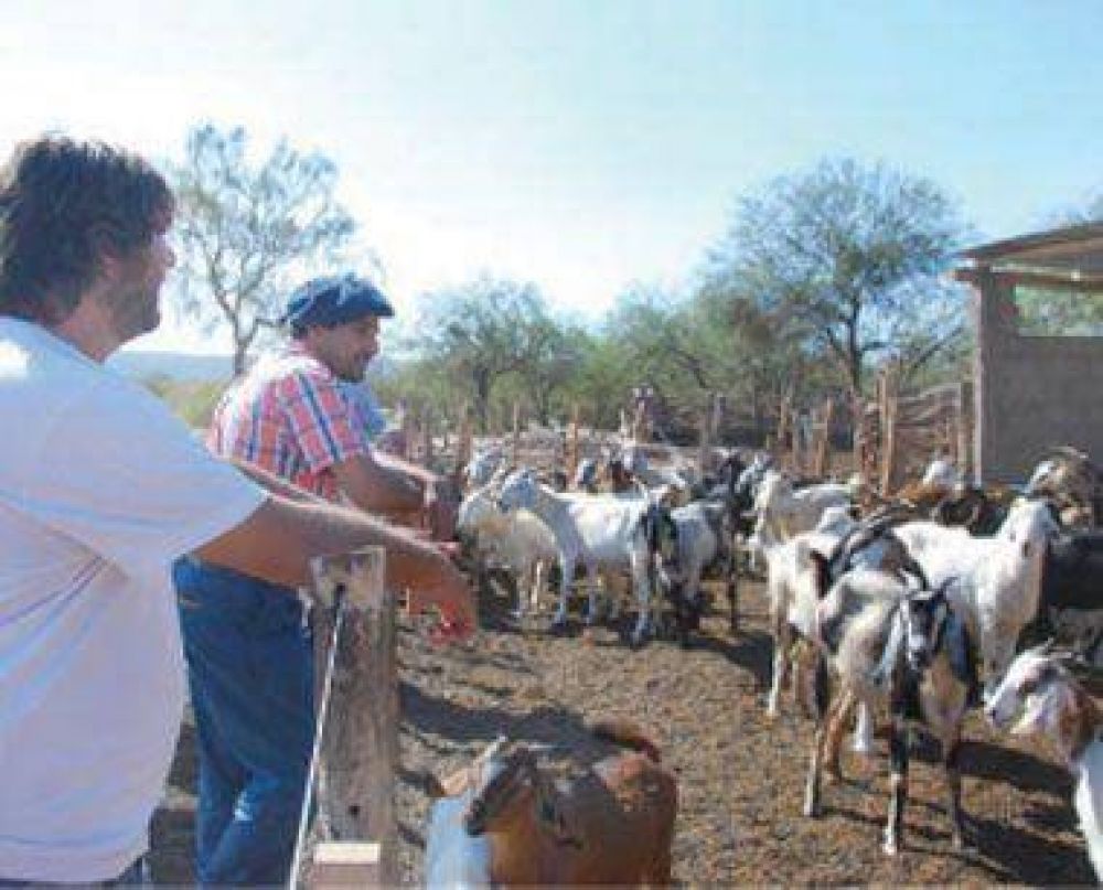 Asistir�n en corrales comunitarios a los productores ganaderos