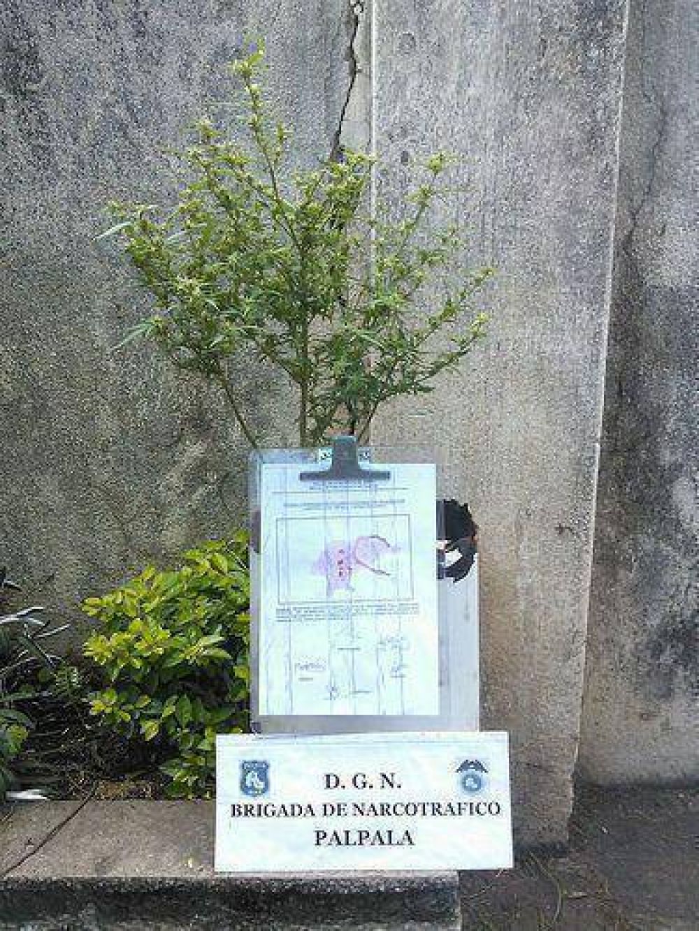 Secuestraron plantas de marihuana en viviendas de Alto Comedero