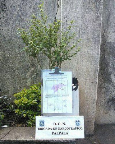 Secuestraron plantas de marihuana en viviendas de Alto Comedero