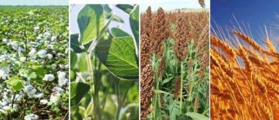 Importantes expectativas para Chaco mientras avanzan las negociaciones de los mercados agropecuarios