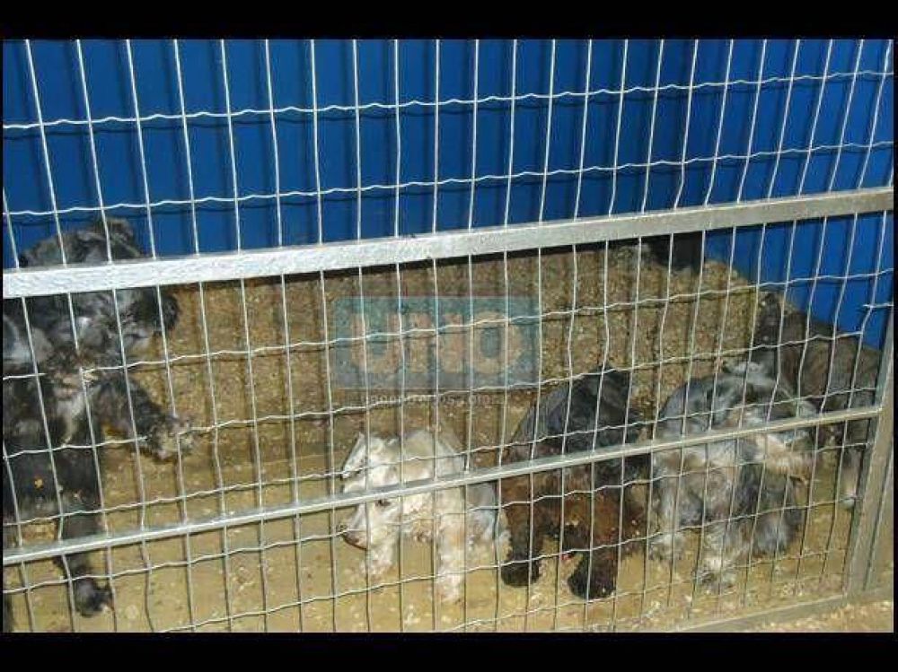 Siguen encerrados los perros que participaron de una exposici�n